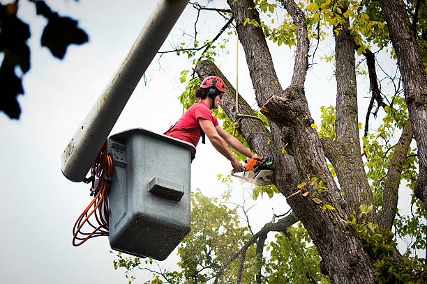 Best Affordable Tree Service  in Folsom, CA